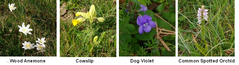 Wild flowers on Bishon Common, SSSI