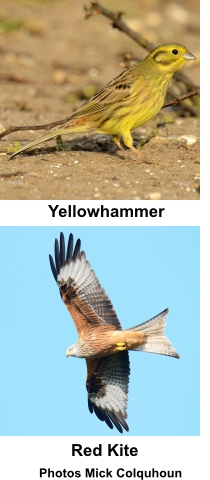 Yellowhammer and Red Kit