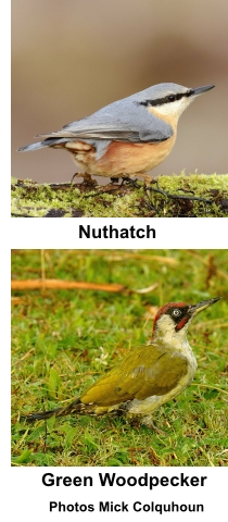 Nuthatch and Green Woodpecker