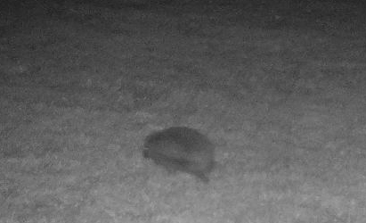Hedgehog in Bishopstone Herefordshire