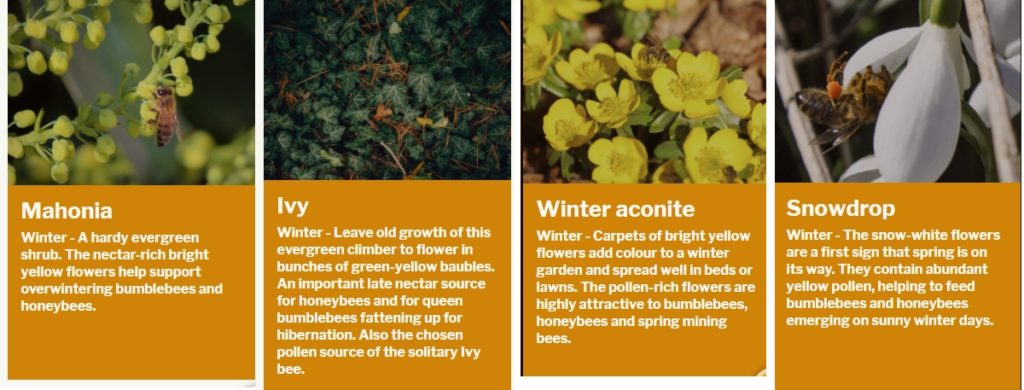 Winter flowering plants rich in nectar