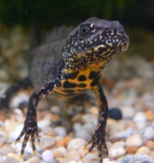 great crested newt
