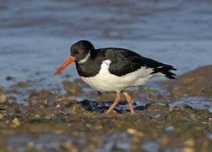 Oystercatcher