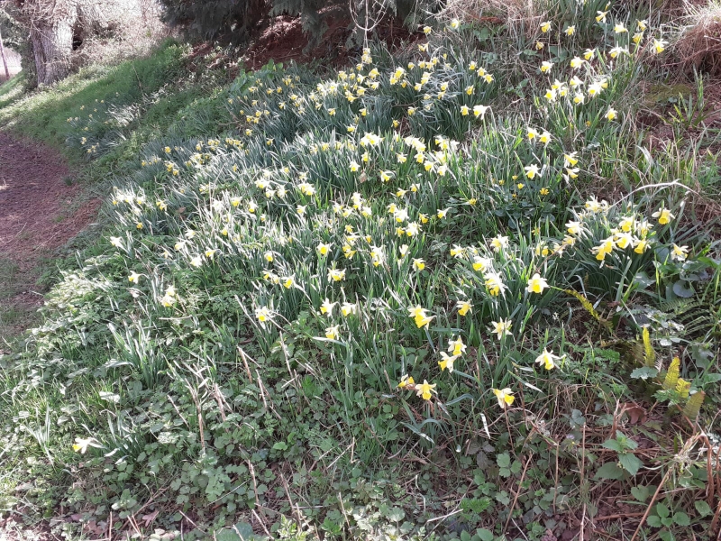 Wild daffodils in Bishopstone