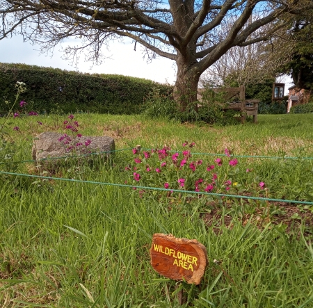 Kenchester wildflowers herefordshire