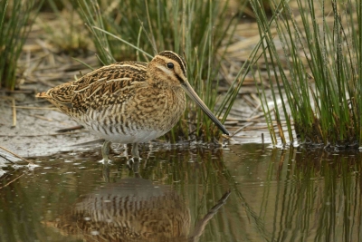 Common Snipe, Bishon Common, Bishopstone