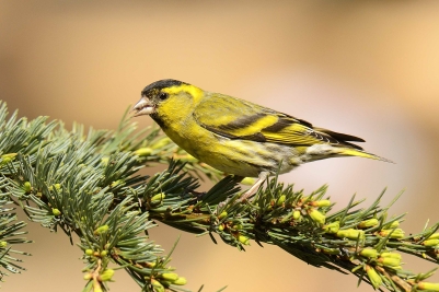 Siskin on Bishon Common, Bishopstone