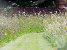 No Mow May