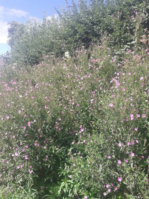Byrord, herefordshire wildflowers