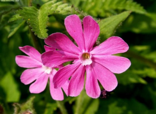 red campion wildflower